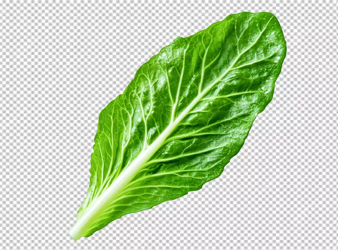 Vibrant Fresh Green Leaf Close-up Detailed Organic Healthy Vegetable PNG Stock Image