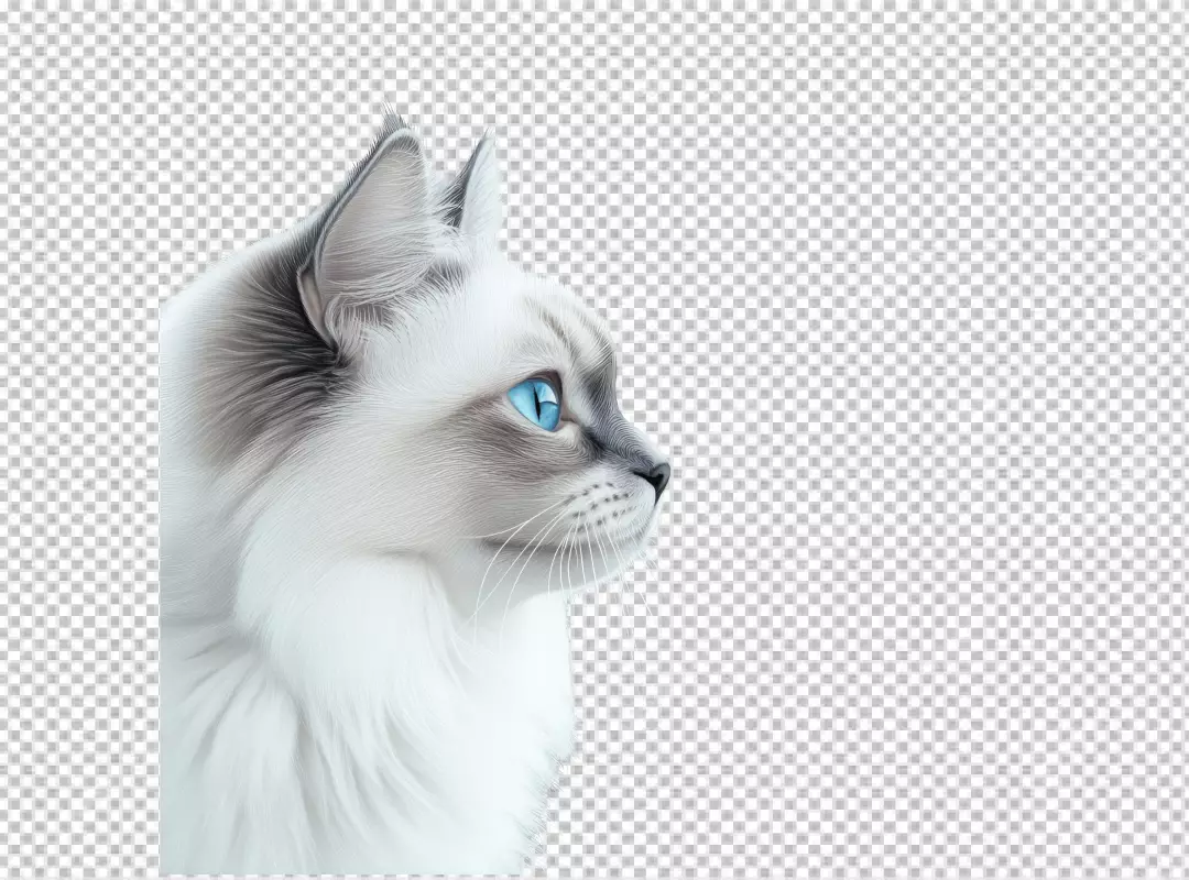 Beautiful White Cat with Piercing Blue Eyes Looking Forward PNG Cutout
