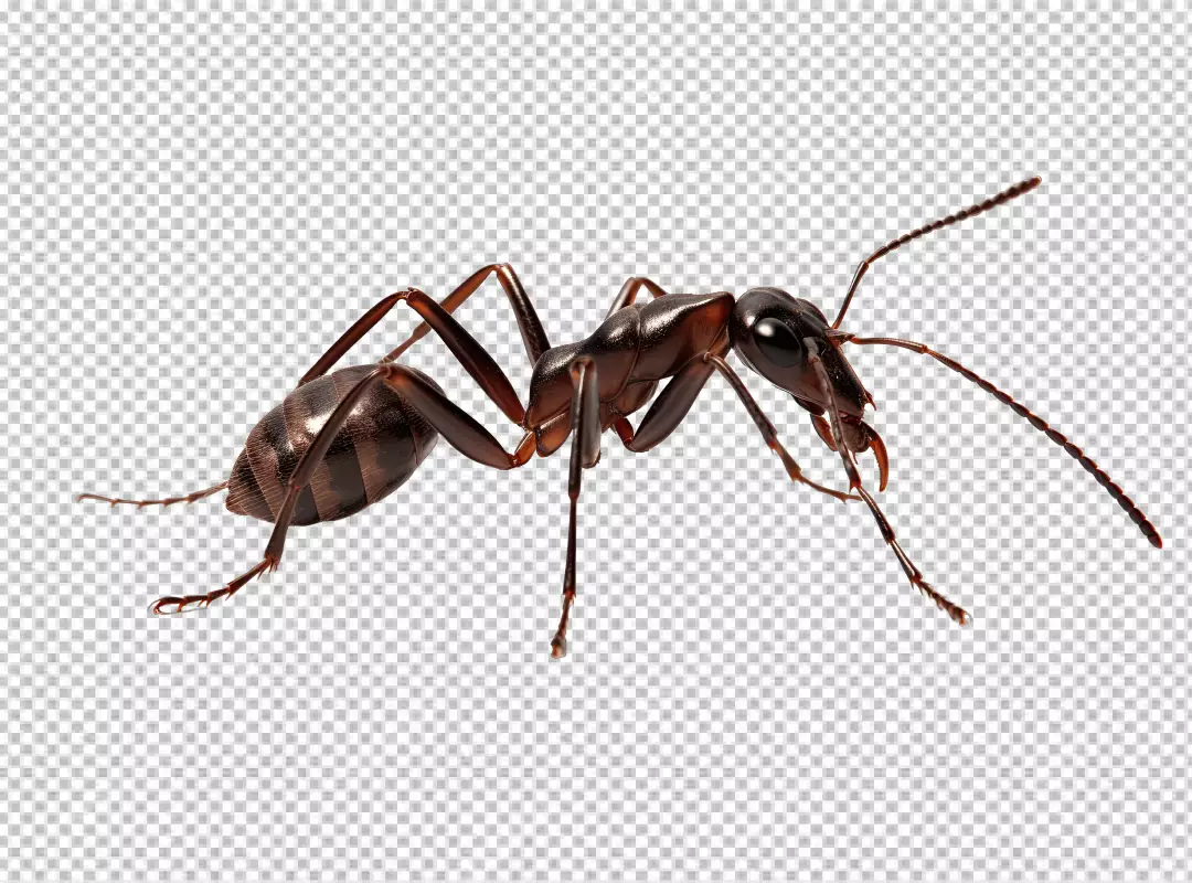 Detailed Dark Ant Macro Close-up PNG Cutout for Nature Designs