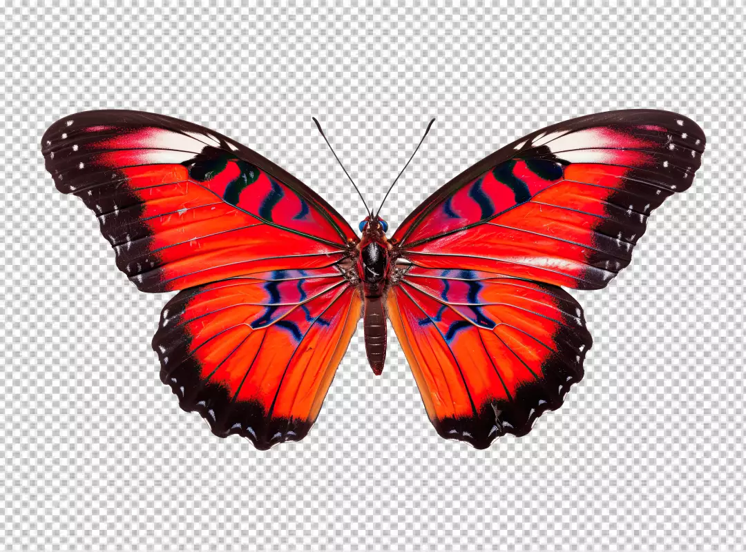 Vibrant Red Exotic Butterfly PNG Cutout with Detailed Wings for Creative Projects