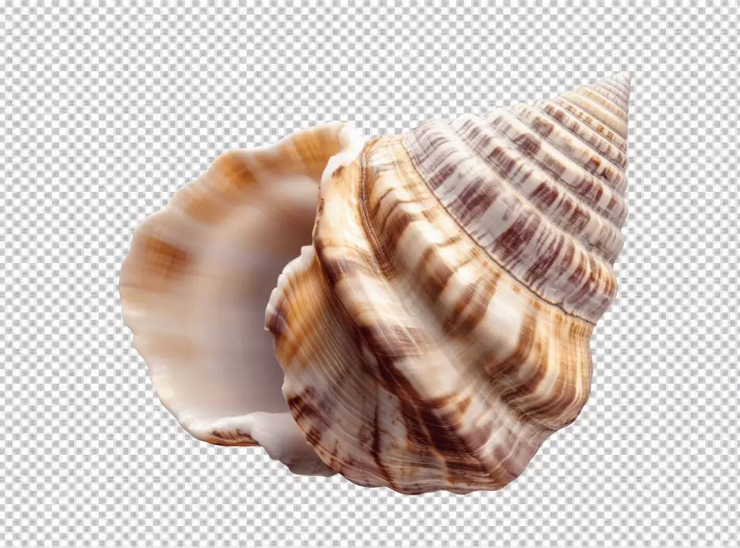 Beautiful Spiral Seashell PNG Cutout for Ocean and Marine Design Projects