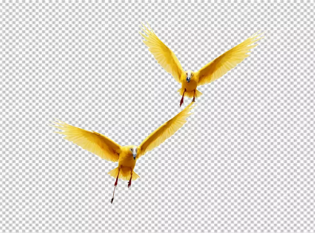 Pair of Golden Feathered Birds Soaring Gracefully on White Background