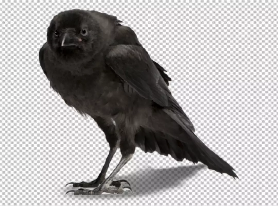 Black Crow Standing Isolated on Transparent Background Watching Attentively