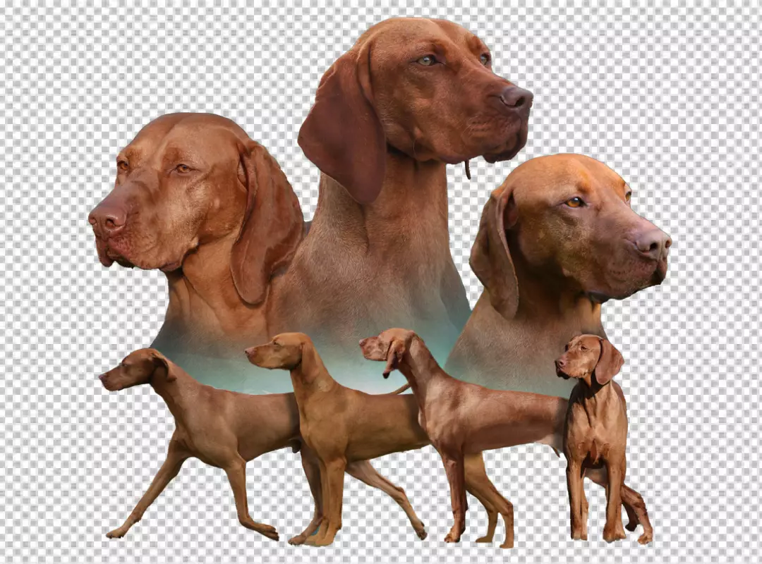 Dynamic Vizsla Dog Portraits and Full Body Poses on Black Background
