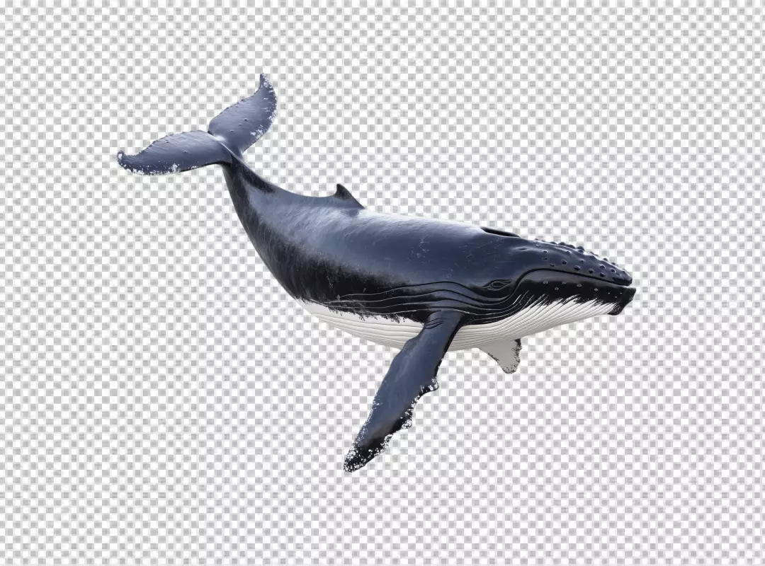 Majestic Humpback Whale Swimming Gracefully in the Ocean for Marine Designs