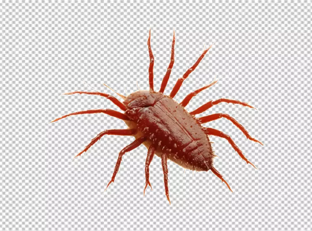 Detailed Macro Photograph of a Reddish-Brown Arthropod with Spiky Legs