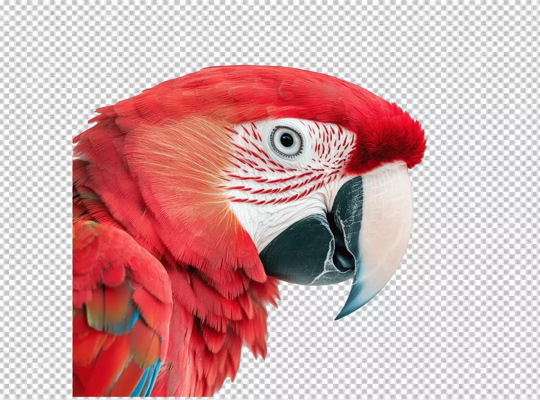Vibrant Red Macaw Parrot Profile PNG for Tropical Designs