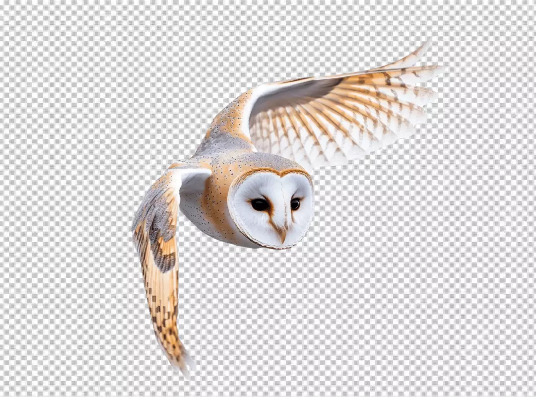 Majestic Barn Owl in Graceful Flight High-Quality Stock Image