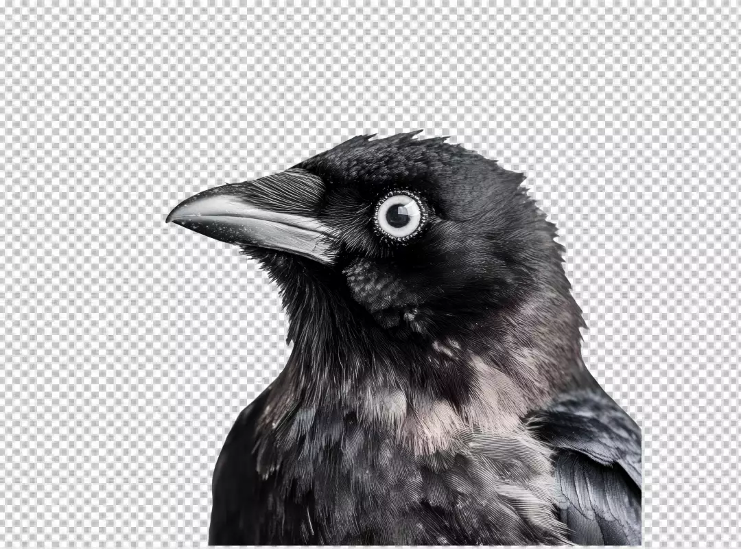 Detailed Crow Head Close Up PNG Image for Wildlife and Nature Designs
