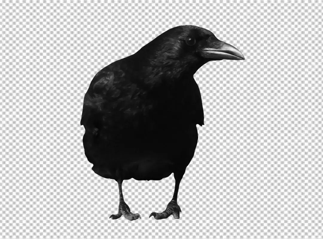Striking Black Crow Profile View Isolated Wildlife Photography