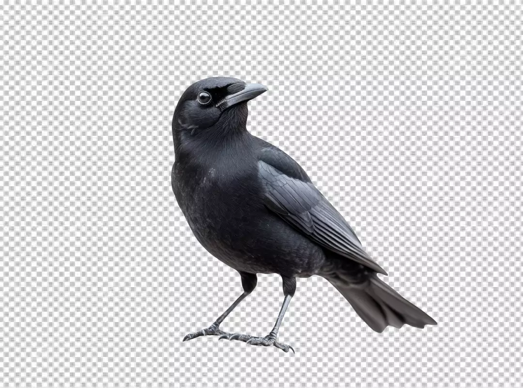 Majestic Black Crow Standing Proudly Looking Right with Elegant Plumage
