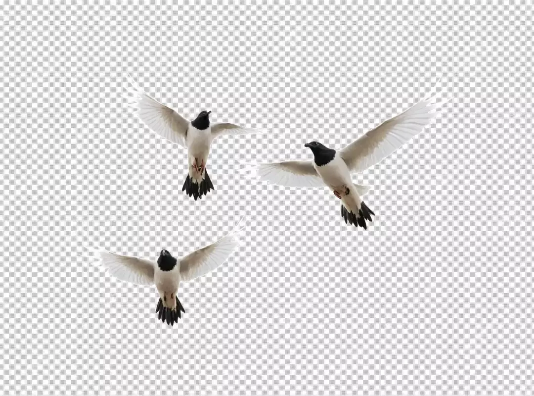 Graceful White and Black Birds in Synchronized Flight Against a Clear Sky