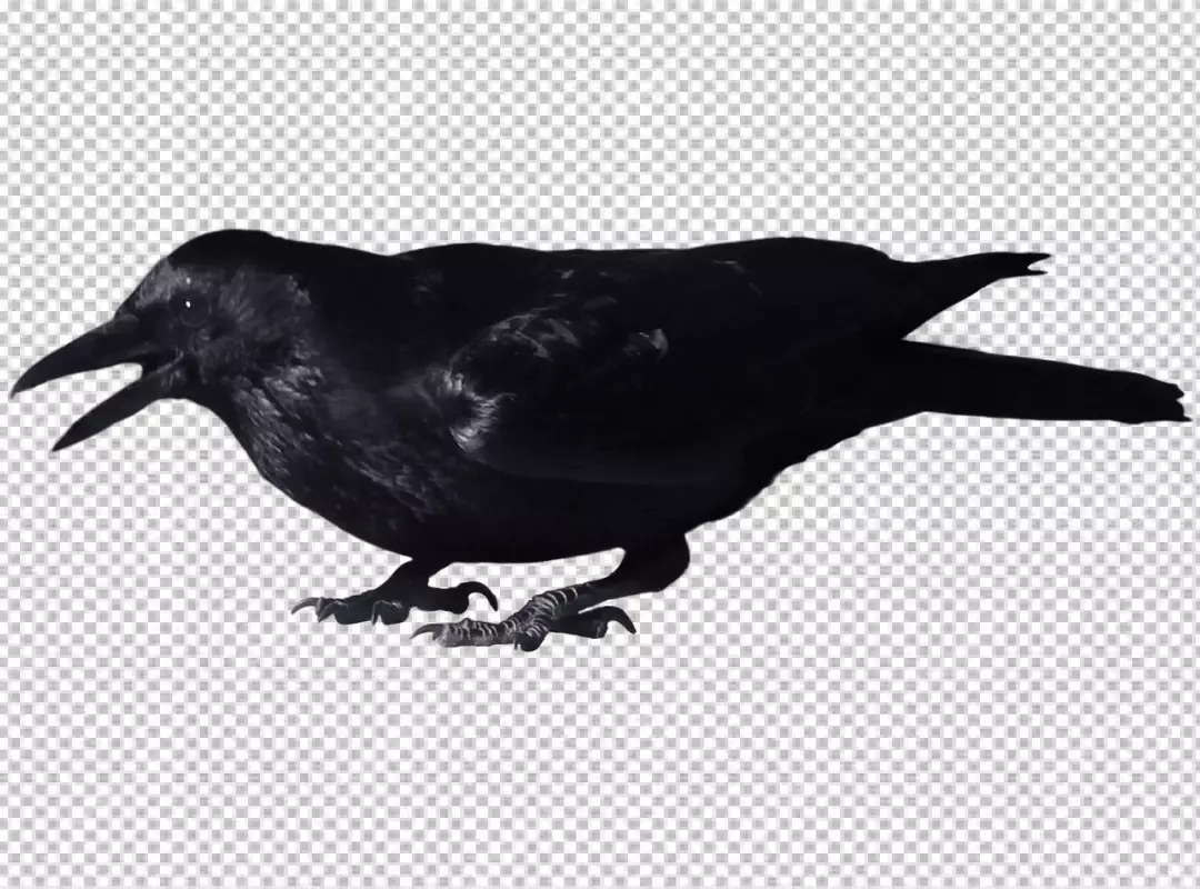 Free Premium PNG Black Crow ready for eatting