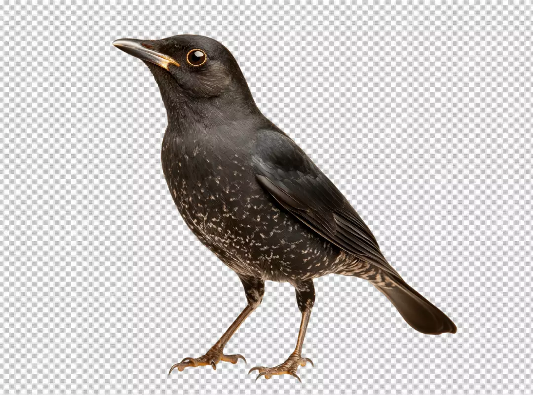 Captivating Speckled Black Bird with Golden Eye Staring Upward PNG