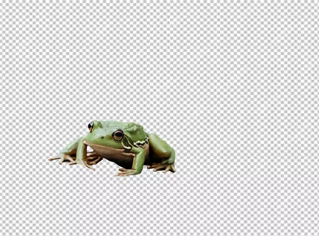 Vibrant Green Frog with Striking Golden Eyes on Transparent Background