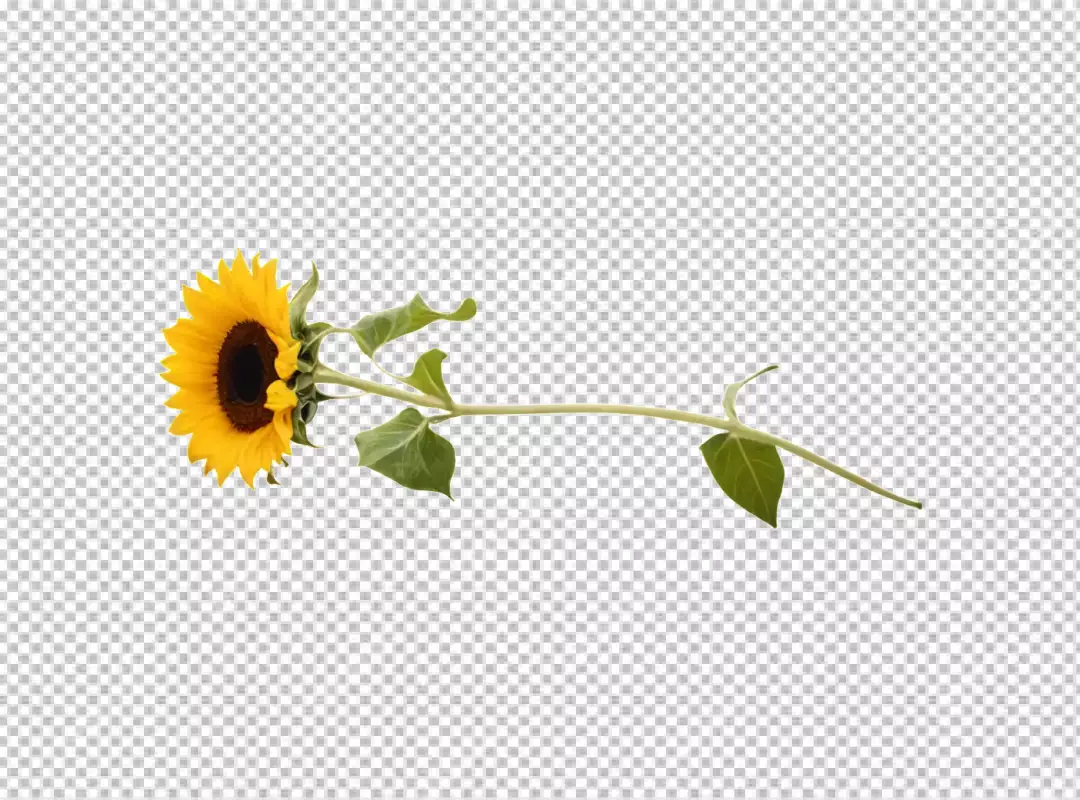Fresh Blooming Sunflower with Long Stem and Green Leaves