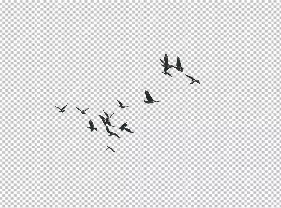 Dramatic Silhouettes of Flying Birds against a Bright White Background