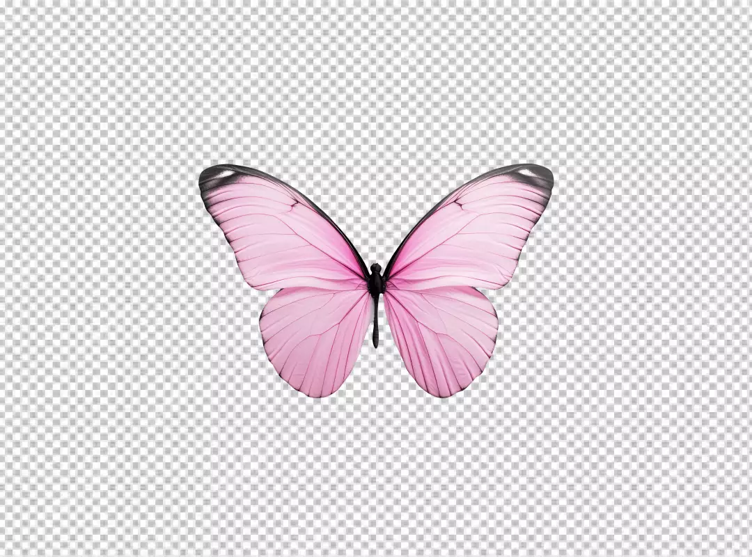 Beautiful Pink Butterfly with Delicate Wings - High-Quality PNG Cutout for Design