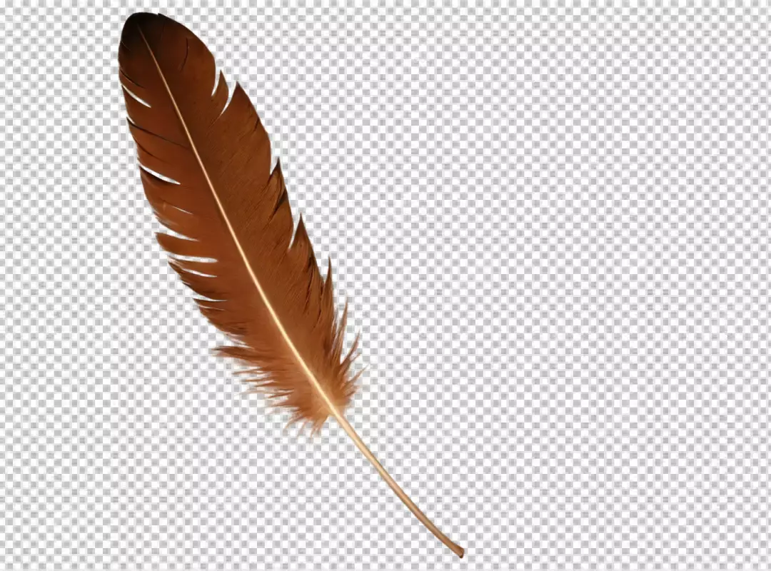 Elegant Brown Bird Feather with Golden Quill on Transparent Background