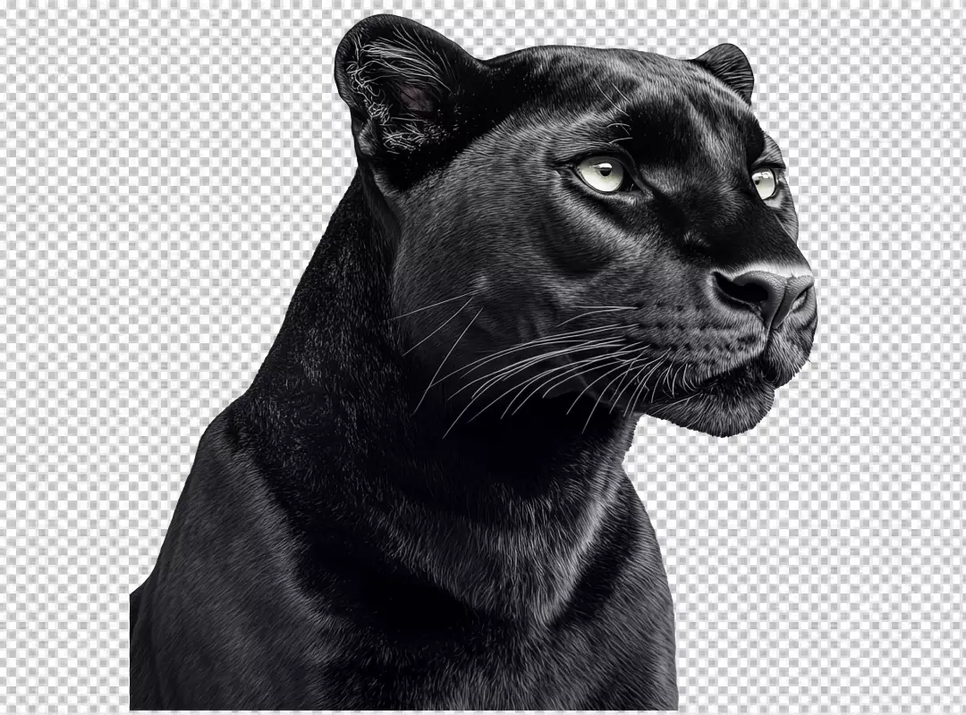 Majestic Black Panther Head Profile PNG Cutout with Intense Gaze