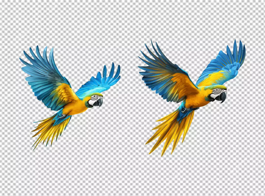 Colorful Tropical Parrot Duo in Flight Dynamic PNG Image