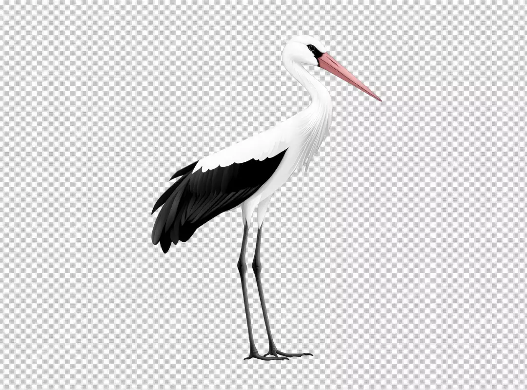 Elegant White Stork Standing Tall, Majestic Bird PNG Cutout for Nature Designs
