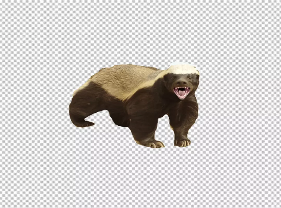 Fierce Honey Badger with Open Mouth and Sharp Teeth on Transparent Background