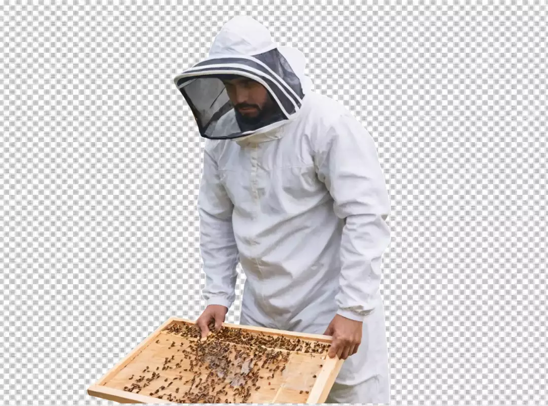 Professional Beekeeper Inspecting Honeycomb Frame with Active Bees in White Suit