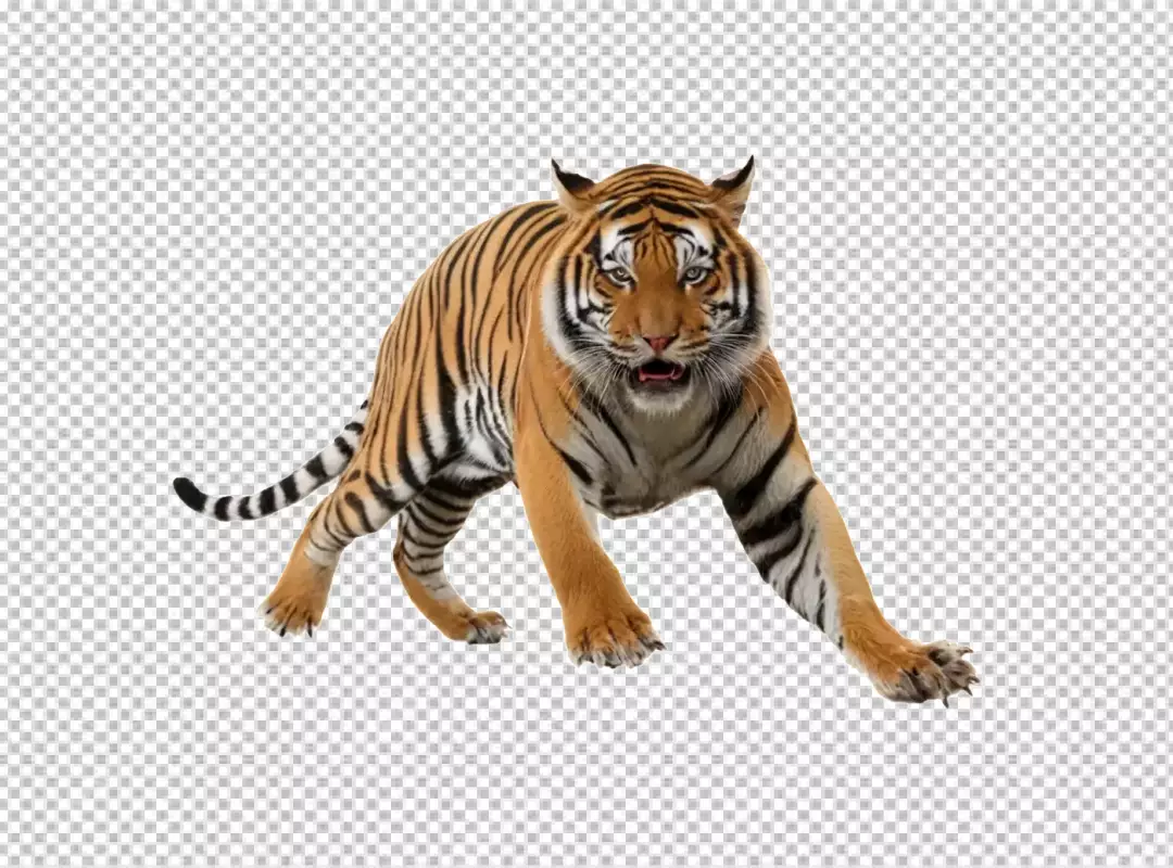 Majestic Bengal Tiger Prowling Forward with Intense Gaze on White Background