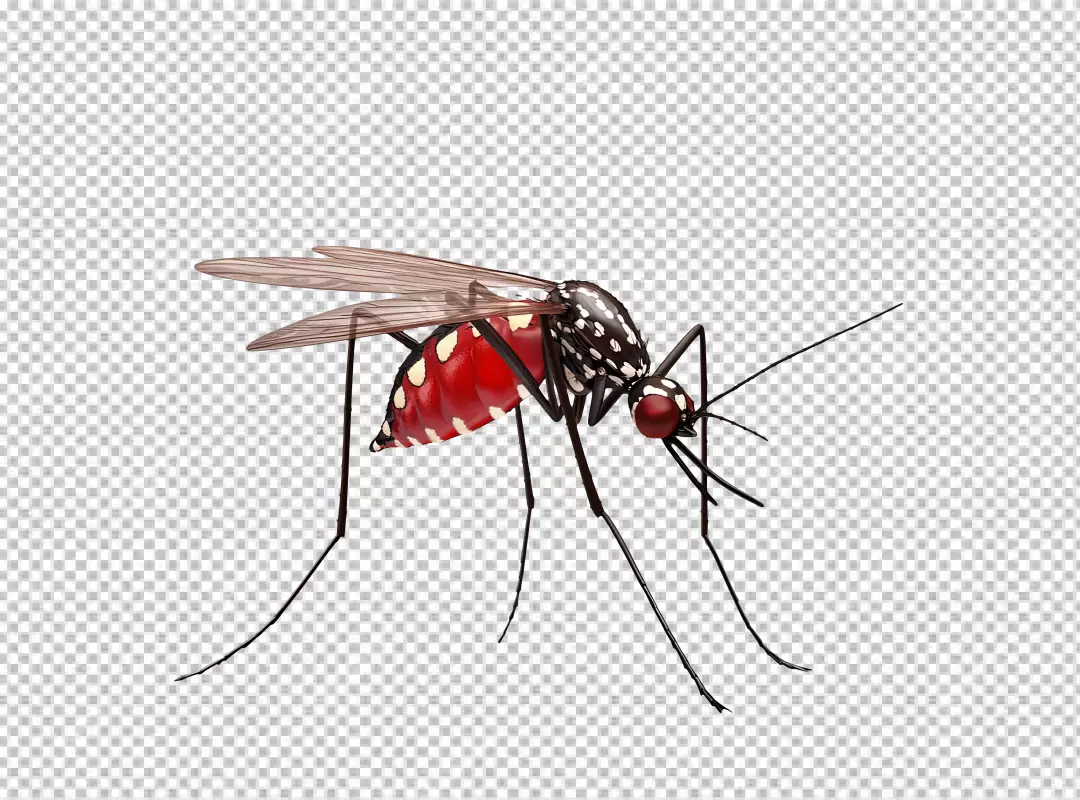 3D Render of Aedes Mosquito with Blood-Filled Abdomen, Disease Vector Insect PNG