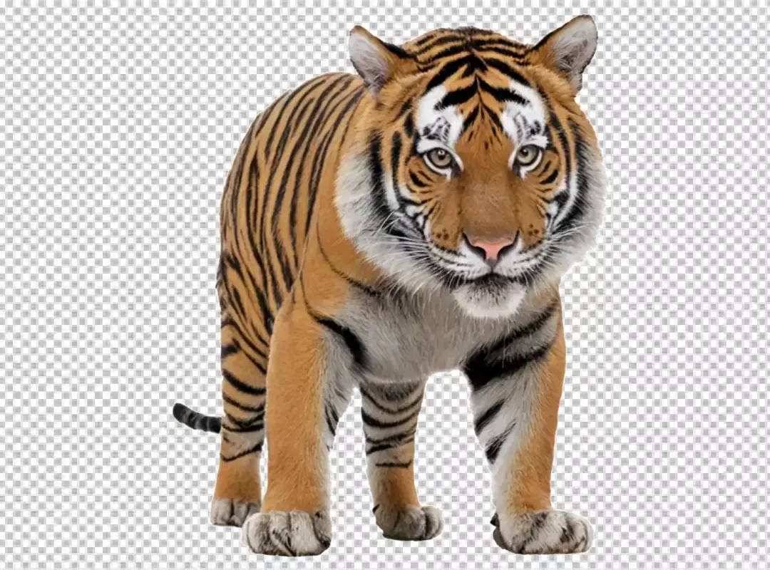 Majestic Bengal Tiger Standing Front View Isolated on White