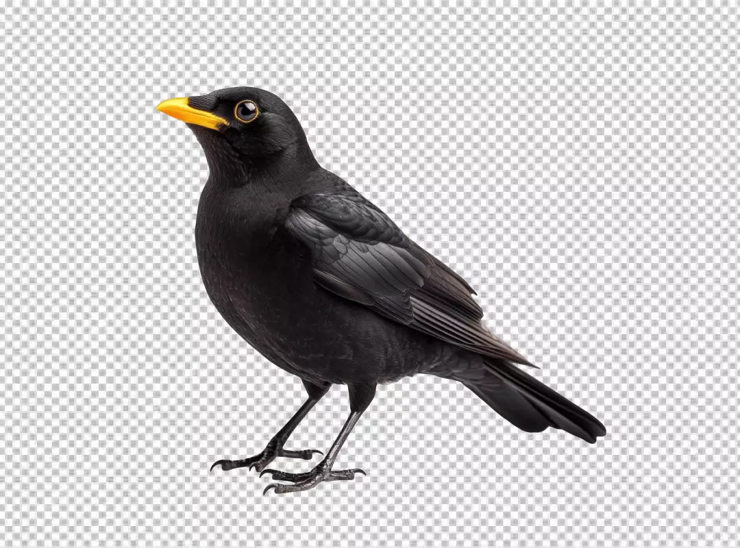 Elegant Blackbird Standing PNG Cutout with Bright Yellow Beak for Design Projects