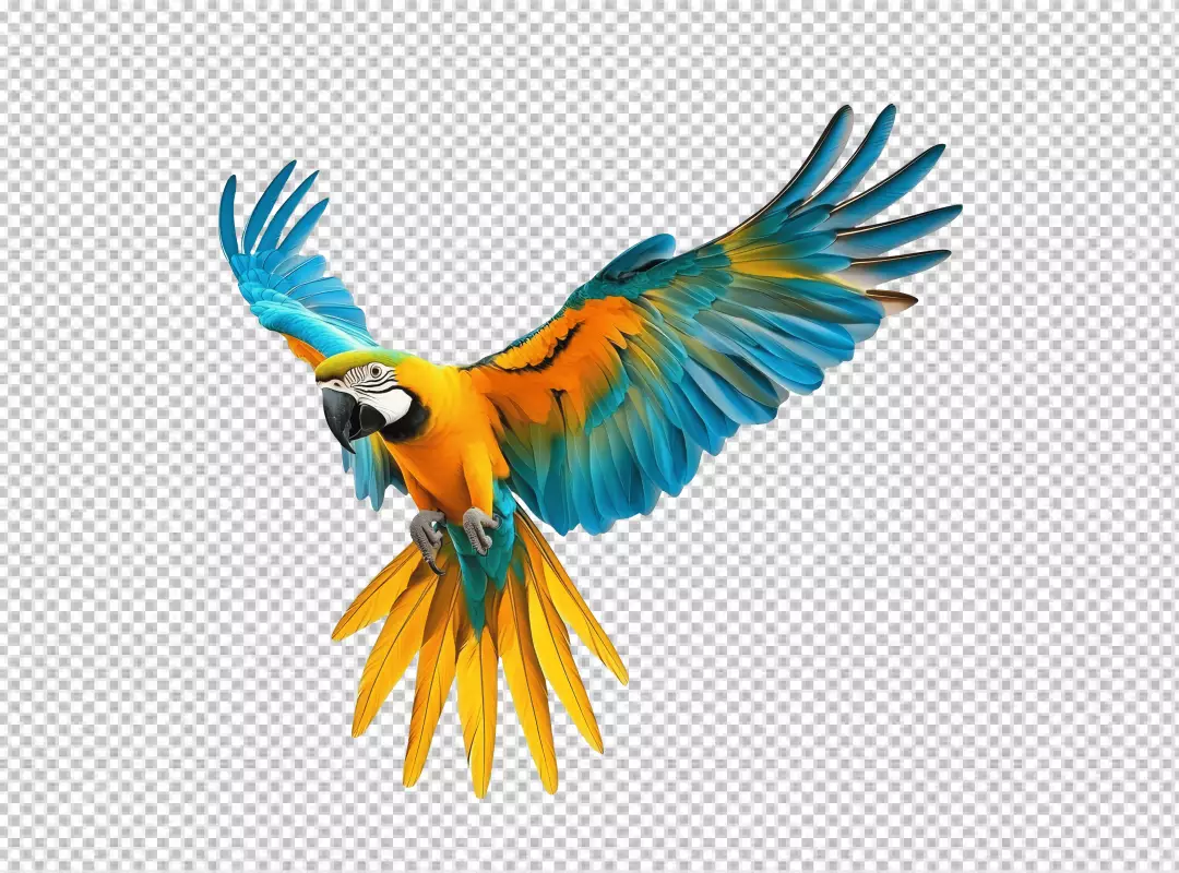 Vibrant Blue and Gold Macaw Parrot in Dynamic Flight for Creative Designs
