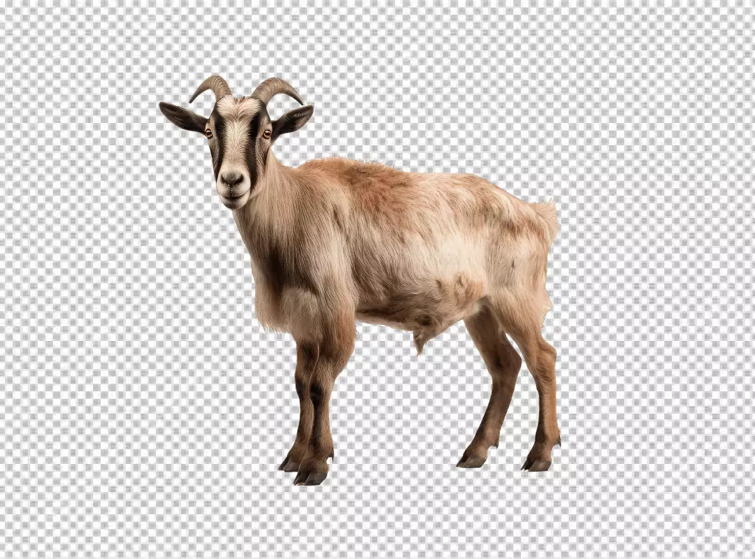 Majestic Brown Goat Standing Confidently, Farm Animal PNG Cutout for Designs