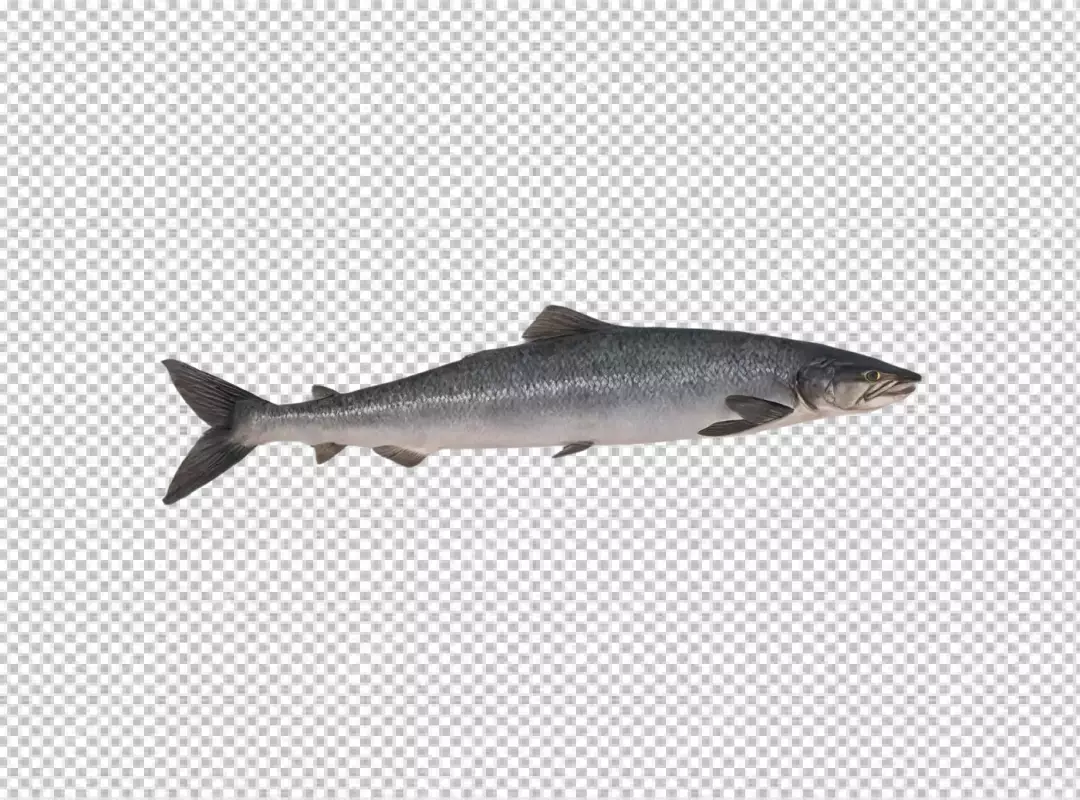 Fresh Atlantic Salmon Fish Isolated on White Background for Culinary Design