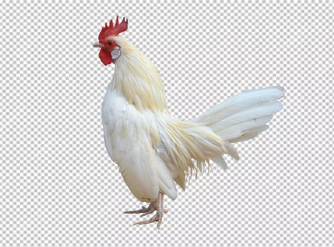 Free Premium PNG Chicken isolated on png background