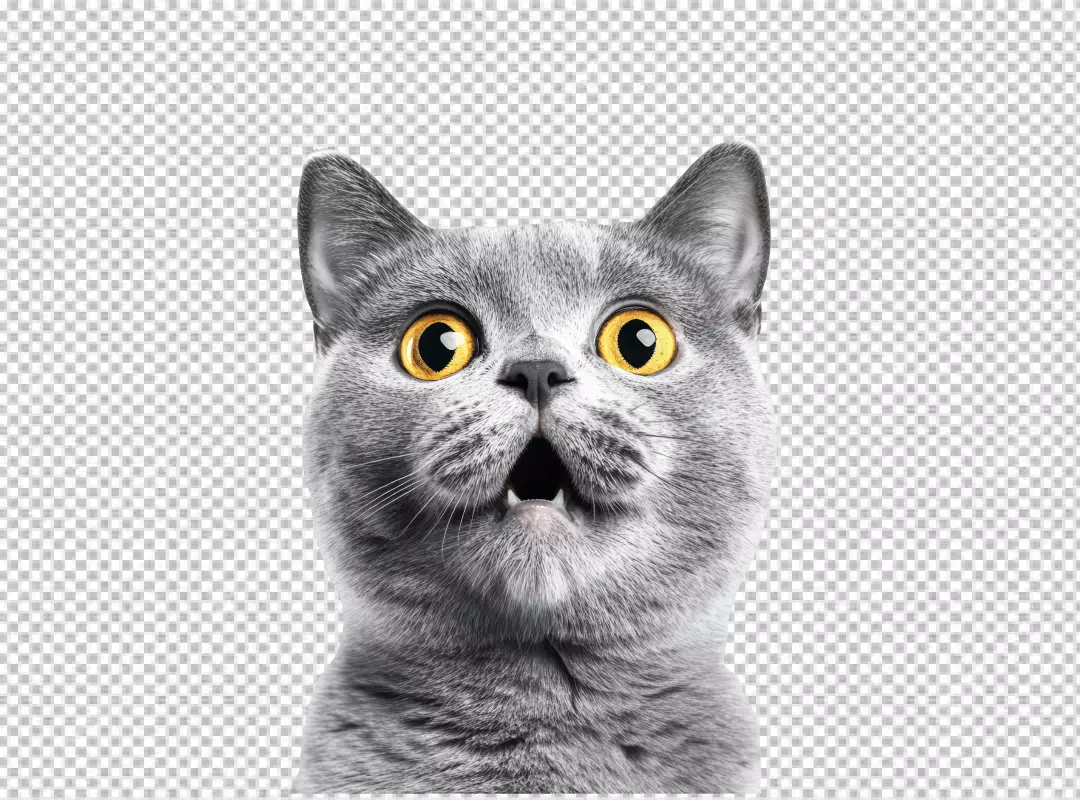 Adorable Surprised Grey Cat with Wide Yellow Eyes Looking Up with Curious Expression