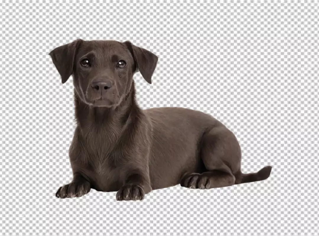 Adorable Chocolate Brown Puppy Dog Lying Down Relaxing