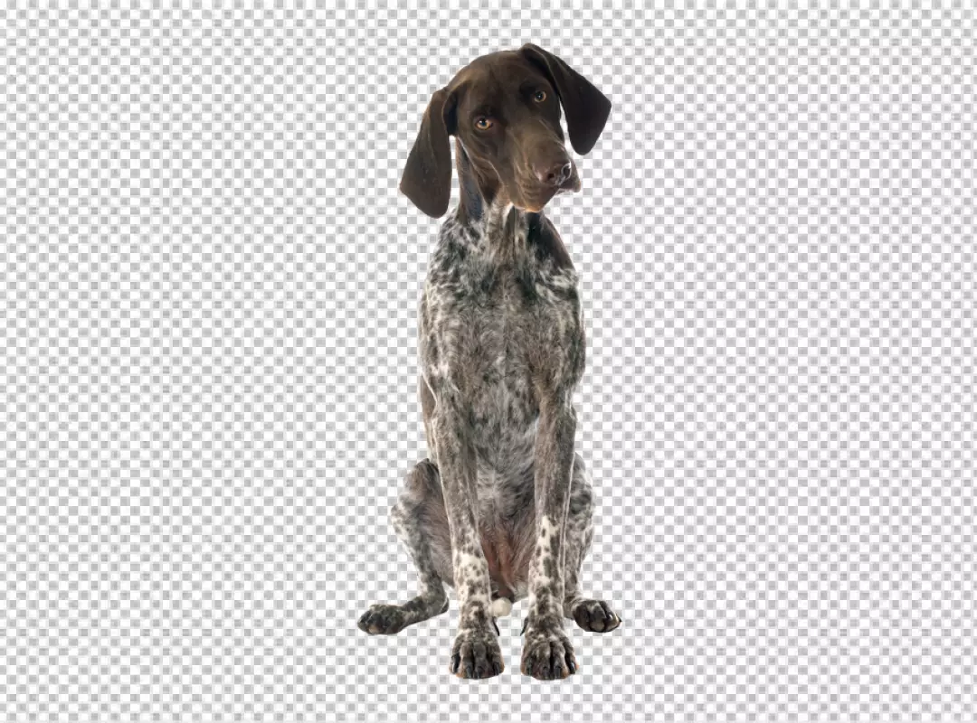 Elegant Liver Roan German Shorthaired Pointer Dog Sitting Attentively with Curious Gaze