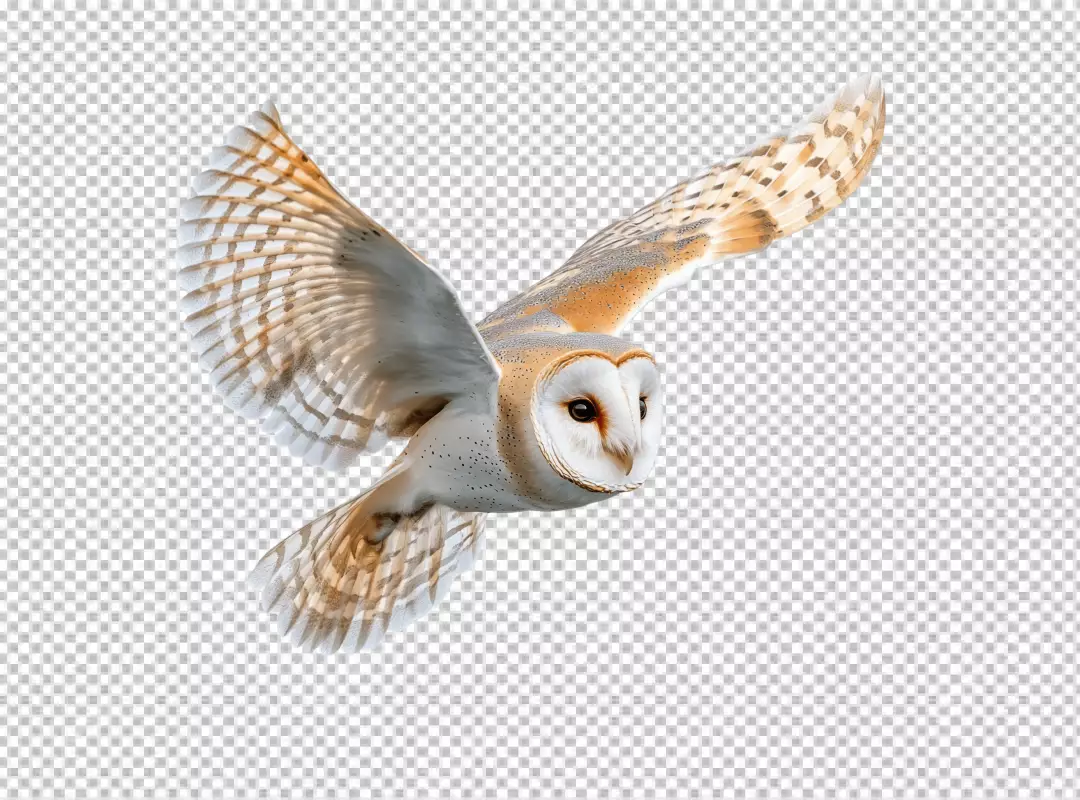 Majestic Barn Owl in Graceful Flight High-Quality PNG for Creative Design