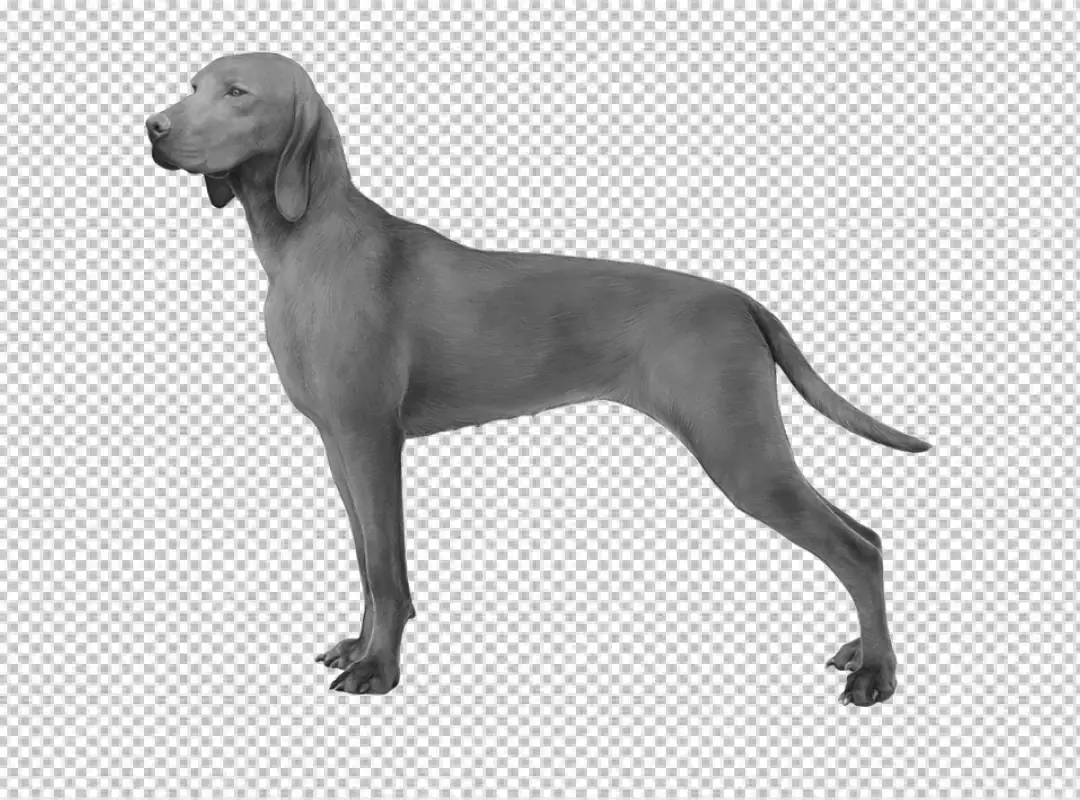 Sleek Pointer Breed Dog Standing in Elegant Profile Pose