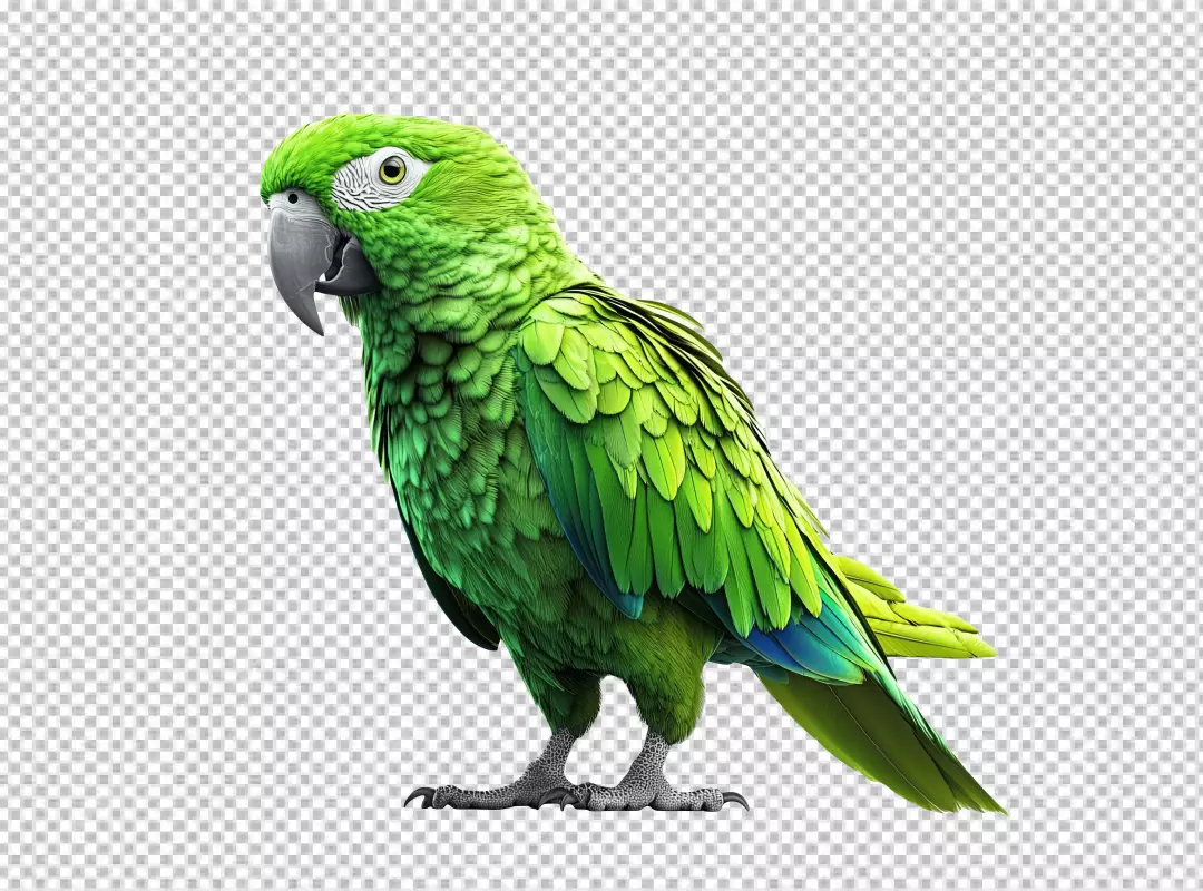 Vibrant Green Parrot Standing Confidently, Tropical Bird with Bright Feathers for Design
