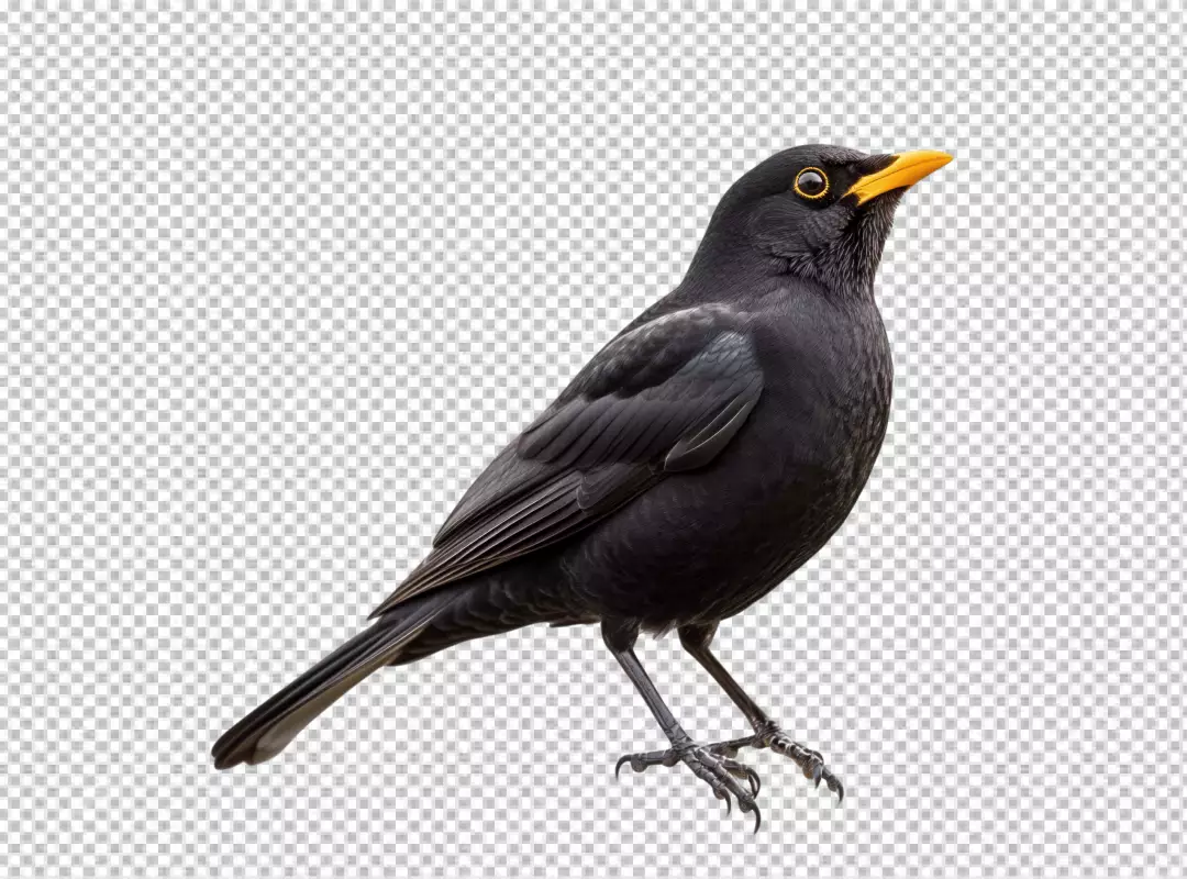 Elegant Blackbird Looking Up, Detailed PNG Cutout for Nature Designs