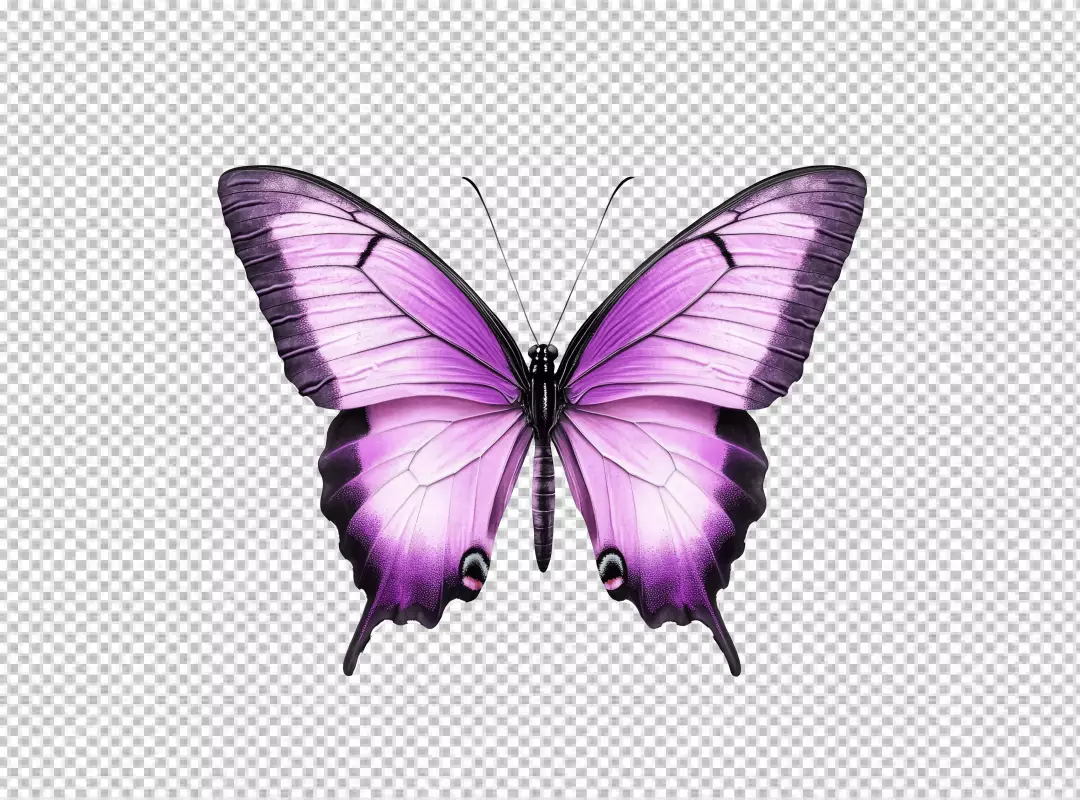 Beautiful Pink and Purple Butterfly with Delicate Wings Spread