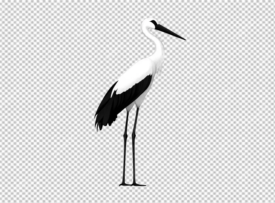 Graceful White Stork Bird Detailed Illustration PNG for Design