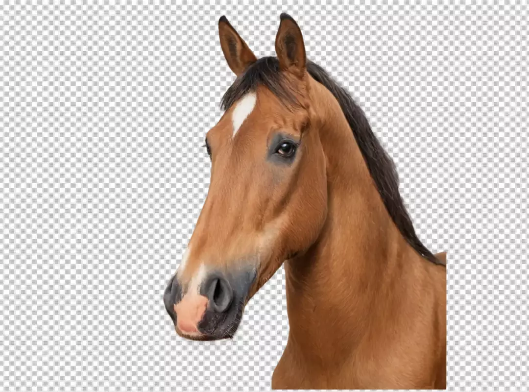 Elegant Brown Horse Headshot with White Blaze and Dark Mane on White Background
