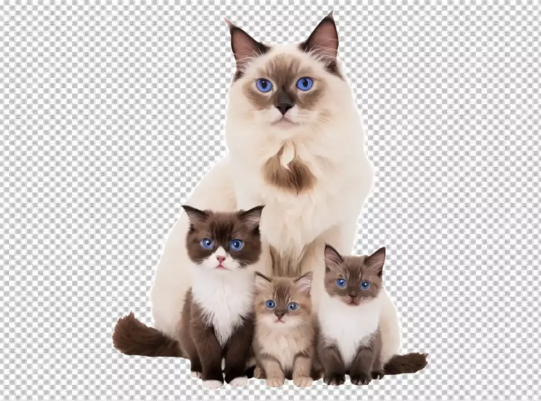 Charming Ragdoll Cat Mother with Her Three Blue-Eyed Kittens