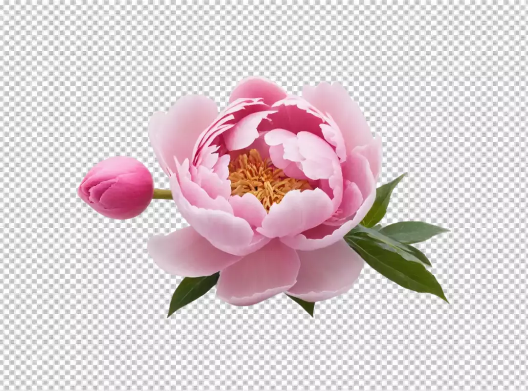 Beautiful blooming pink peony flower with a fresh bud and green leaves isolated