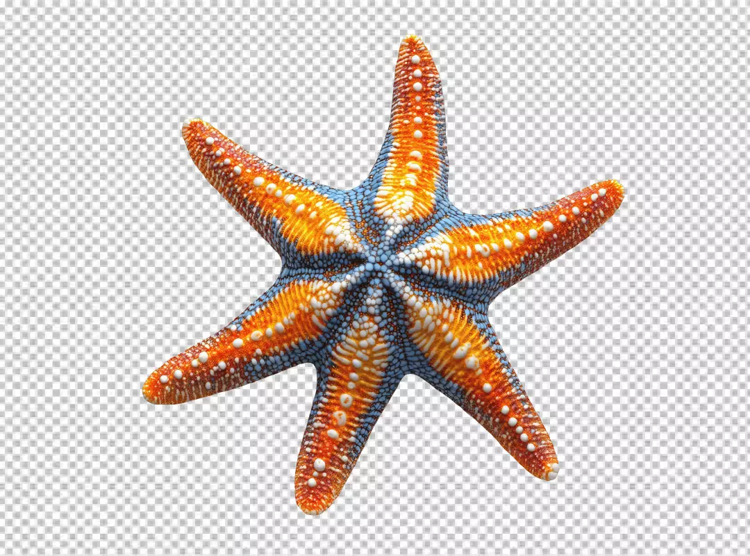 Colorful Six-Armed Starfish PNG Cutout for Ocean and Marine Design