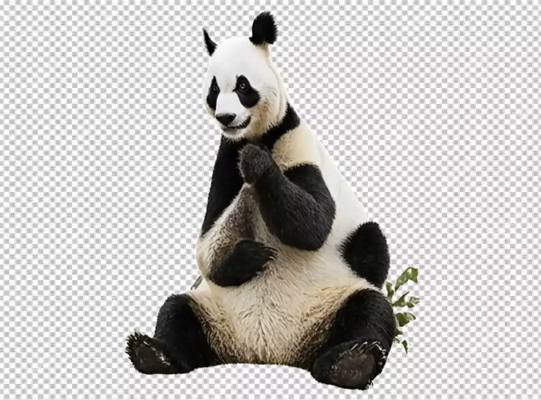 Majestic Giant Panda Sitting Serene: Iconic Wildlife Creature on Transparent Background 8974